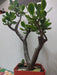 Árbol De Jade Crassula Ovata 3