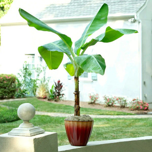 Bananero Musa Acuminata, ( Cavendish Banana) ! Super Plantas 3