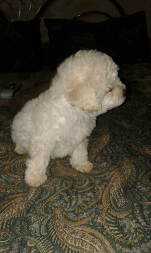 Caniche Mini Toy 50dias 0