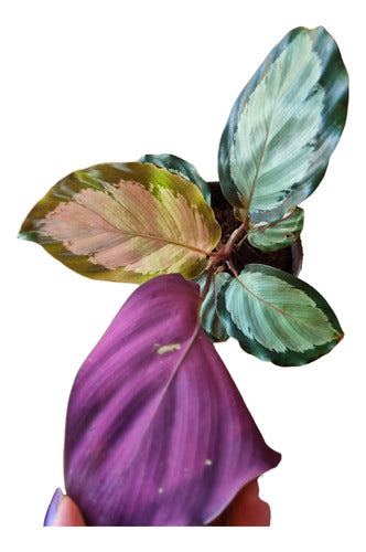 Calathea Pinturata Argentea 1