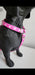 Adjustable Small Size Harness for Small Breeds - Mini Poodles, Dachshunds 39