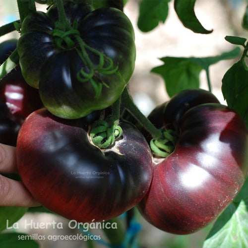 LA HUERTA ORGÁNICA Semillas Tomate Blue Beauty! Belleza Azul. Exóticos! 3