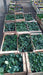 Plantas De Frutillas - 3 Plantas - H E R M O S A 6