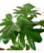 Philodendron Missionary Plant - Indoor - Free Shipping AMBA 0