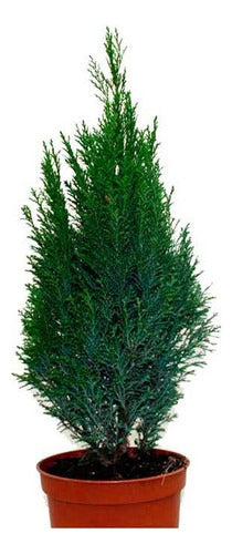 Chamaecyparis Lawsoniana  Allumigold 0