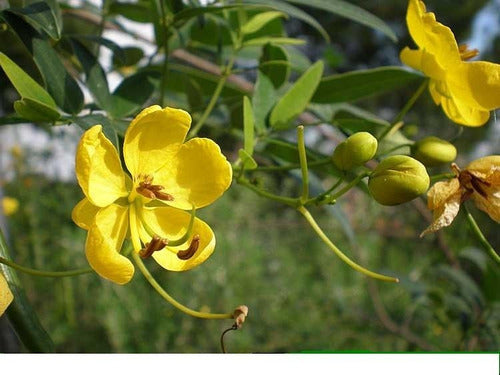 Rolocampo Calafate - Berberis Buxifolia - Native 5