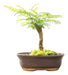 Arteenbonsai Ombu Palo Borracho Ficus Árbol De La Vida Pino 4