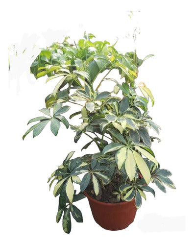 Planta Aralia Variegada- Naturaleza Activa 0