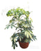 Planta Aralia Variegada- Naturaleza Activa 0