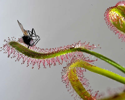 Combo 3 Droseras Capensis. 3 Años De Edad. Regalado! 7