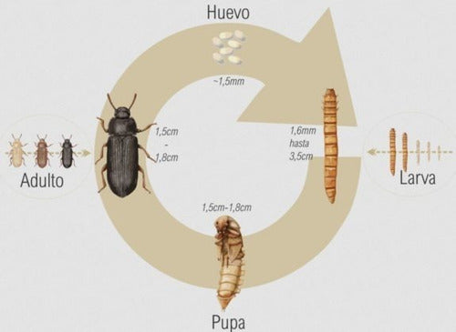 SylTenebrios Tenebrio Molitor Kit Colegio/Alumno (Gusanos Ciclo De Vida) 0