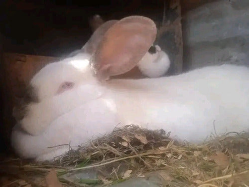 Mascotitas Flemish Giant, Californianos, and Neo Rabbits 4