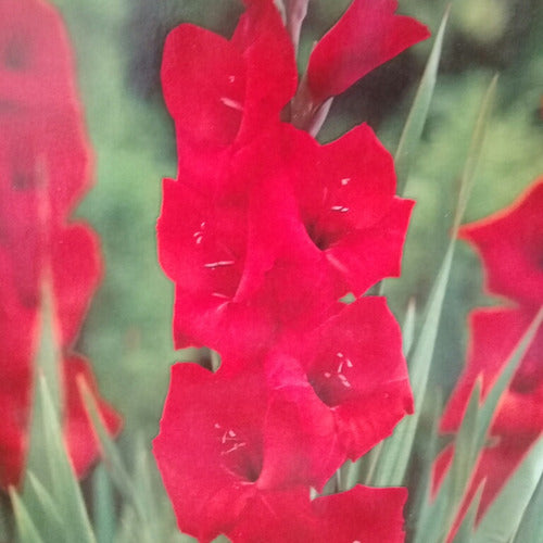 Generic Gladiolus Bulbs ×70 Units Imported from Holland 0