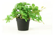 Planta Artificial Decorativa Menta 22cms 0