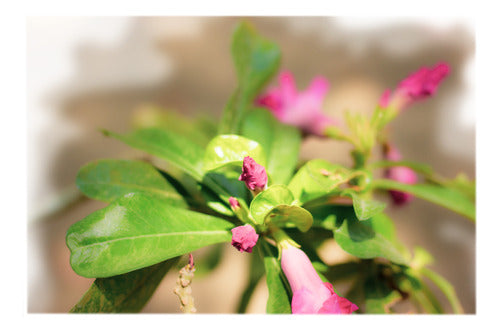 ArandanosdelSol Salvia Greggii, 10 Plants 0