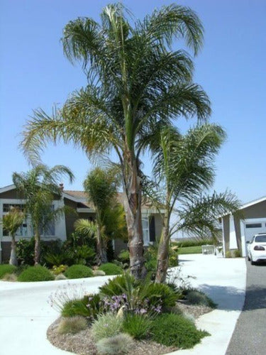 Palmera Pindo 2.5m Heights 3