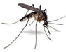 Glacoxan D Forte Cockroaches Mosquitoes Flies Fleas Spiders 4