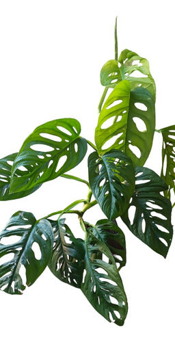 Monstera Enana - Ideal Interior 0