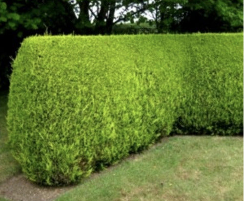 TROPICA Ciprés Lambertiana (Cupressus Macrocarpa) Cercos Por Mayor! 1