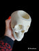 Superior Quality 3D Anatomical Skull Pencil Holder Gift 7