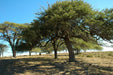 Ñandubay Algarrobillo Prosopis Affinis Árbol Nativo 1