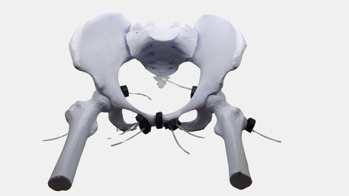 DB3D Female Articulated Pelvis 0