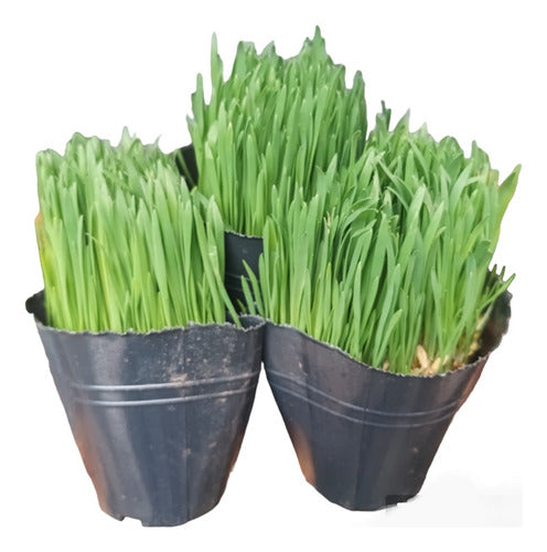 Isiflor Cat Grass X3 Unid - Catnip Grass 0