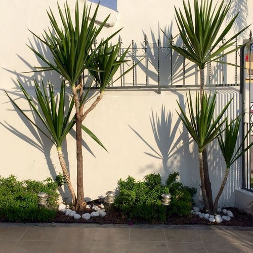 Yuca Palmera 1.30 M Aprox 1