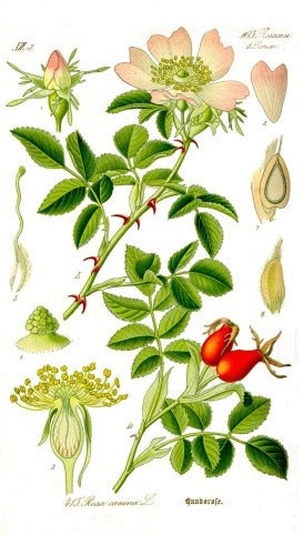 Rosa Canina - Botánica - Otto Wilhelm Thomé - Lámina 45x30cm 0