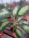 Planta Interior Tropic  H E R M O S A E. Gratis Amba 4