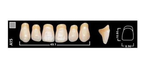 Ivoclar Vivadent Vivodent Teeth Color 4 D 540 Novacekdental 2