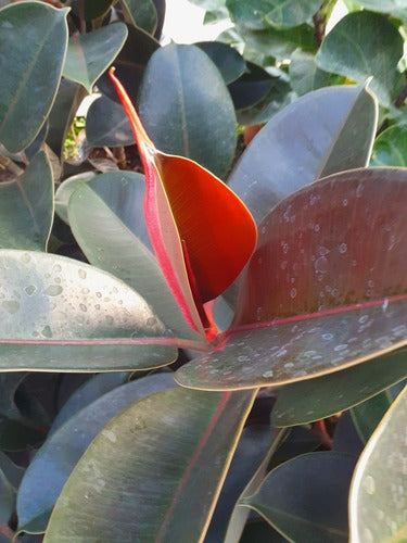 Gomero Negro ! ( Ficus Elàstica) 1