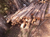 ASERRADERODECABANAS Eucalyptus Rod 16-18cm X Ml 3