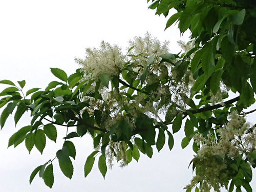 Fresno De Adorno, De Flor ( Fraxinus Ornus ) Árboles 0