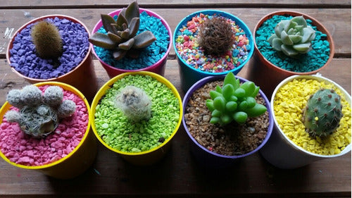 Mini Cactus Y Suculentas - Souvenirs 4