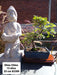 Bonsai Del Cerro: Chinese Elm 4