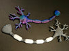 Impre3Dsionante Articulated Educational Neuron/Biology 3