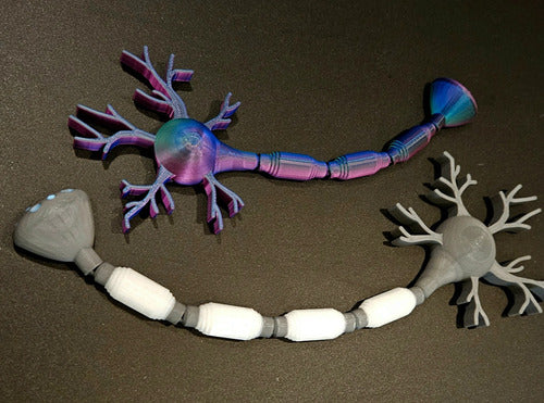 Impre3Dsionante Articulated Educational Neuron/Biology 3