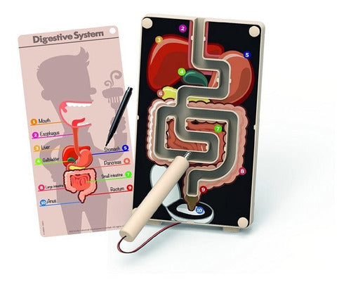 Digestive System Buzz Wire Kit - Educational Toy for Kids 0