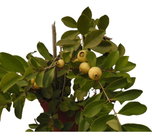 Arazá Amarillo Psidium  Cattleianum Árbol Frutal Nativo 0