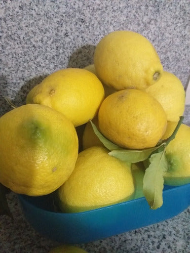 SM Organic Lemons Pesticide-Free, Directly from the Plant! 0