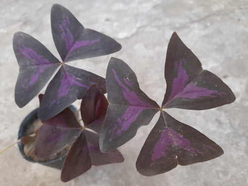 VPS Oxalis Mariposa Trébol Morado 1