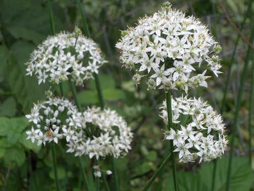 Semillas Organicas Tare Puerro Chino Nira - Allium Tuberosum 1