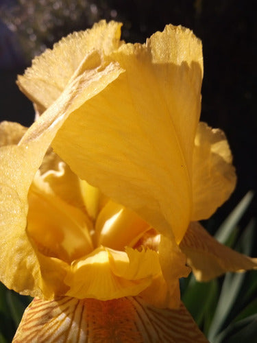 Lirio - Iris Germánica 1