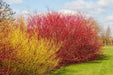 Cornejo Rojo, Cornus Sanguinea 10lts 1