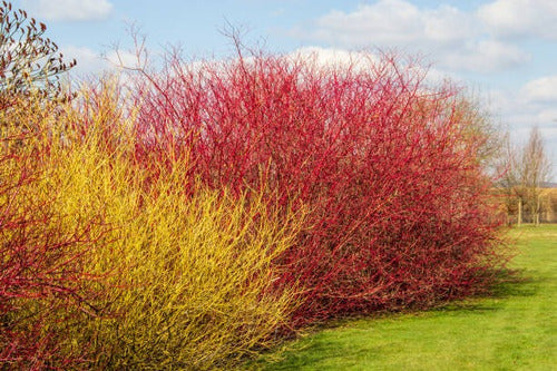 Cornejo Rojo, Cornus Sanguinea 10lts 1