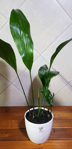 Augusbru Aspidistra Elaitor (Salon Plant) 1