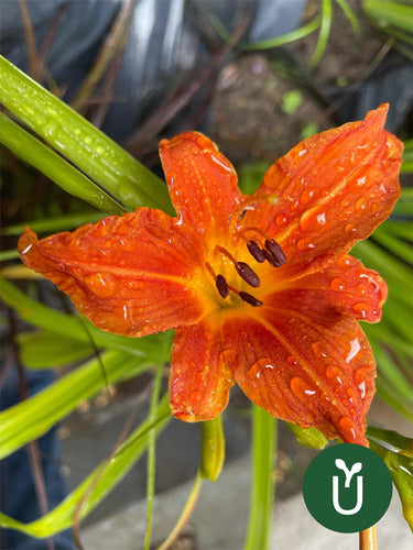 Planta Hemerocallis - Ideal Jardines Exterior 7