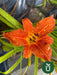 Planta Hemerocallis - Ideal Jardines Exterior 7