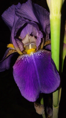 Iris Germánica/ Lirio De Barbados. Caba/ Envíos 4